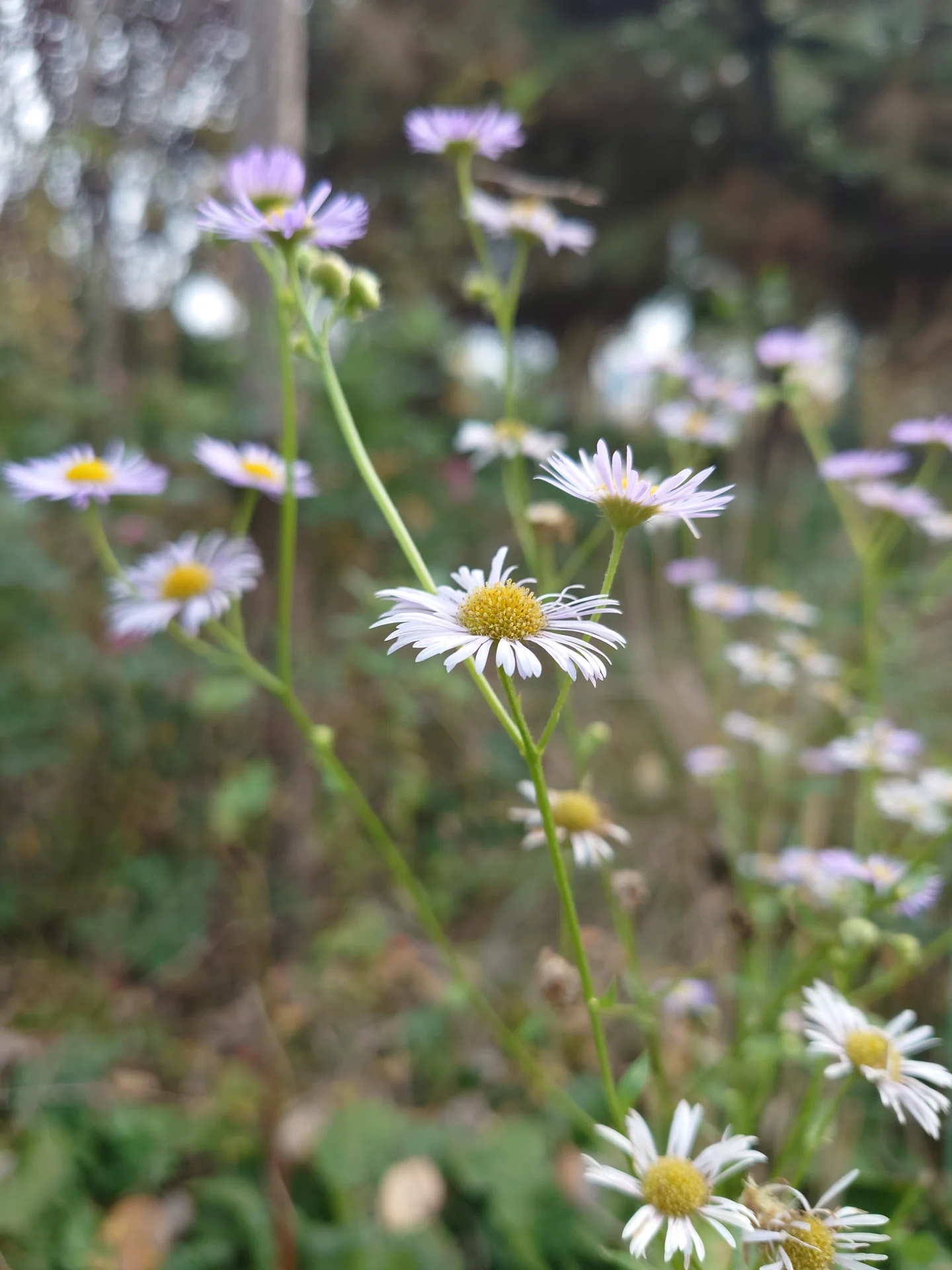 野生紫花与黄白花朵交织，绿叶环绕，点缀着小紫花，展现自然之美与花的细腻。关键字:野生紫花 黄白花朵 绿叶 小紫花 自然之美 花的细腻