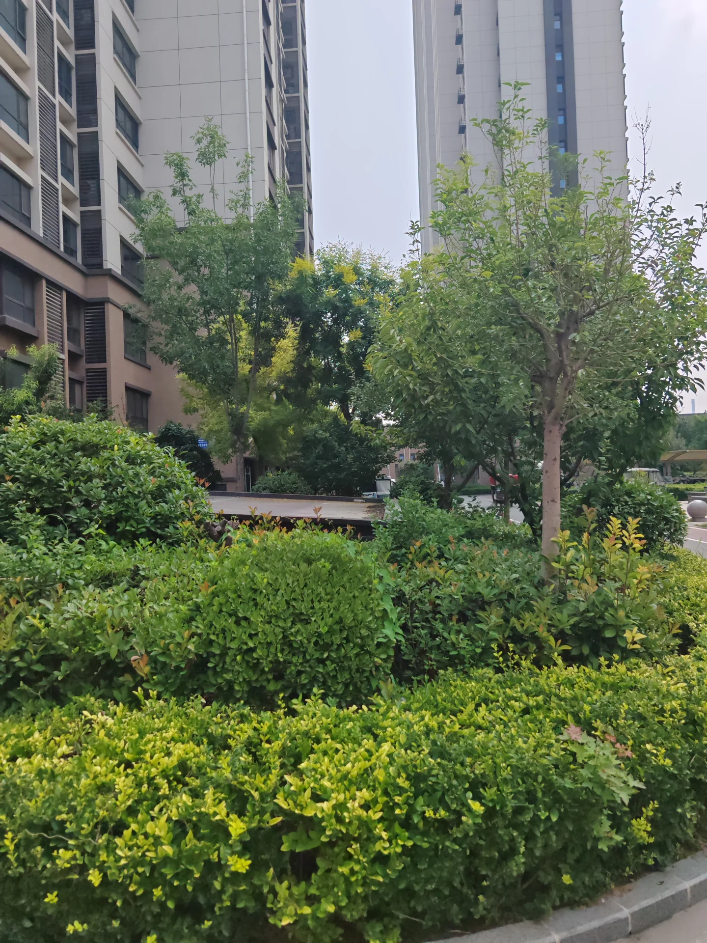 多栋高层住宅楼的外部立面清晰可见，前景是茂密的绿化带和树木，整体呈现出城市社区的居住环境，绿化与建筑相映成一片，氛围宁静和谐。