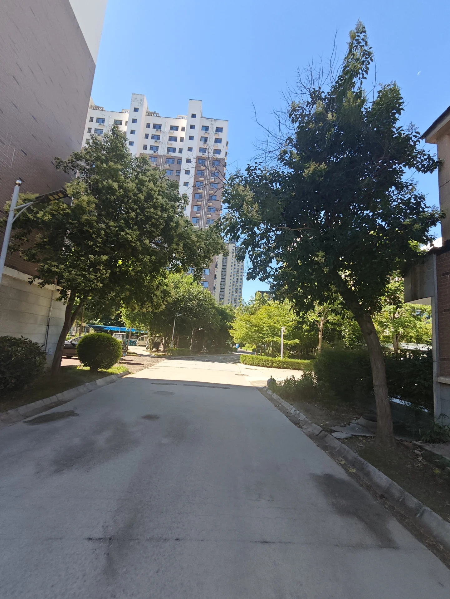 安静街道，路边有几棵树，行人走在人行道上，自然与城市元素和谐共存。
