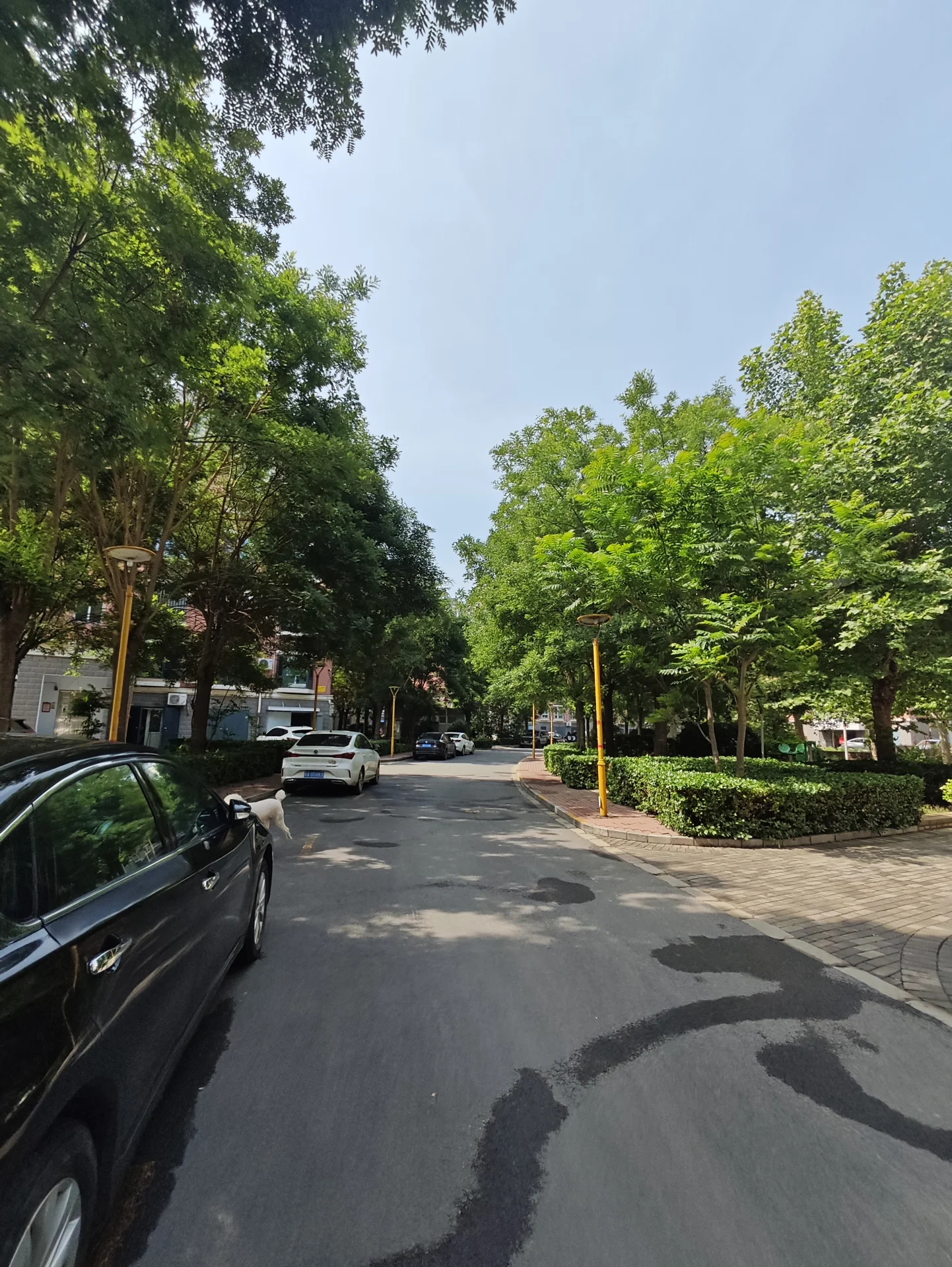 图片展示了一条安静的街道，两侧有树木和停放的汽车。氛围显得平静而宁静，阳光明媚，在地面上投下阴影。街道上的汽车排列整齐，前景有一辆汽车。场景是典型的郊区或住宅区，充满宁静和秩序。关键字:街道 树木 停放的汽车 郊区 住宅区